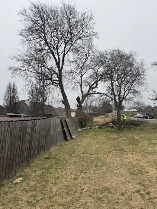 Bare winter trees crowding a long wood fence line