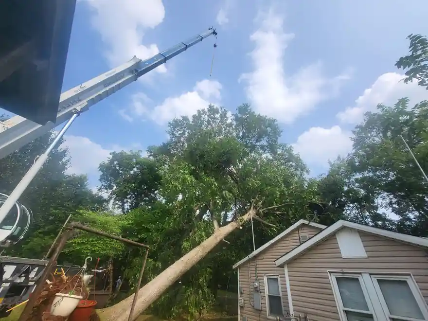 A crane lifting a leaning tree away from a house under a blue sky