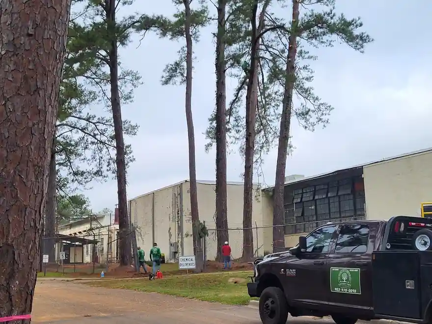 Very tall pines at a commercial building with Lester's black truck and its green door magnet parked in front