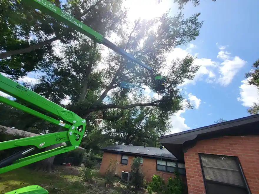 Remove or Trim? How to Tell if a Tree Really Has to Come Down