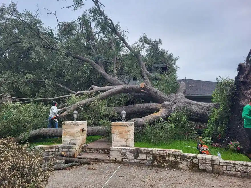 The First Hour After a Storm Drops a Tree on Your House