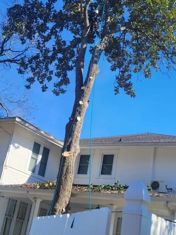 A tall tree with climbing ropes set beside a white two-storey house