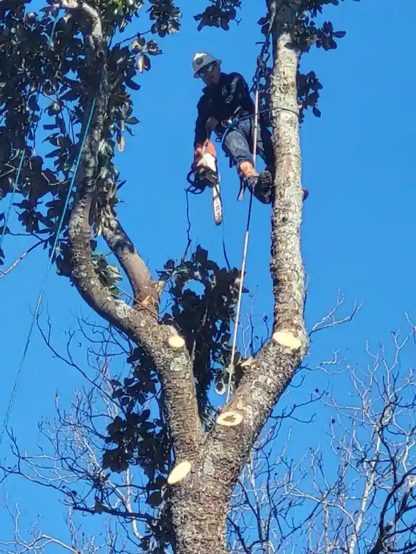 A climber roped into a forked trunk with a chainsaw against a deep blue sky
