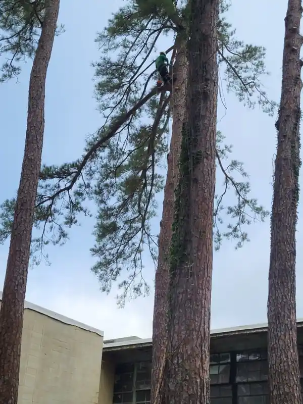 A climber high in a tall pine beside a building, roped in with a saw