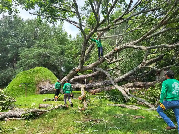 Lester's crew in green shirts cutting a huge oak that fell across a lawn, one climber up in the limbs