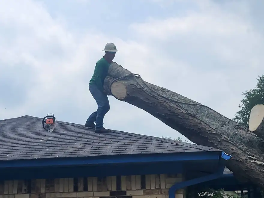 A crew member on a shingle roof holding a cut section of trunk, chainsaw beside him